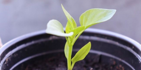 Kdy zasadit pepř pro sazenice v roce 2022 + termíny setí v příznivých dnech